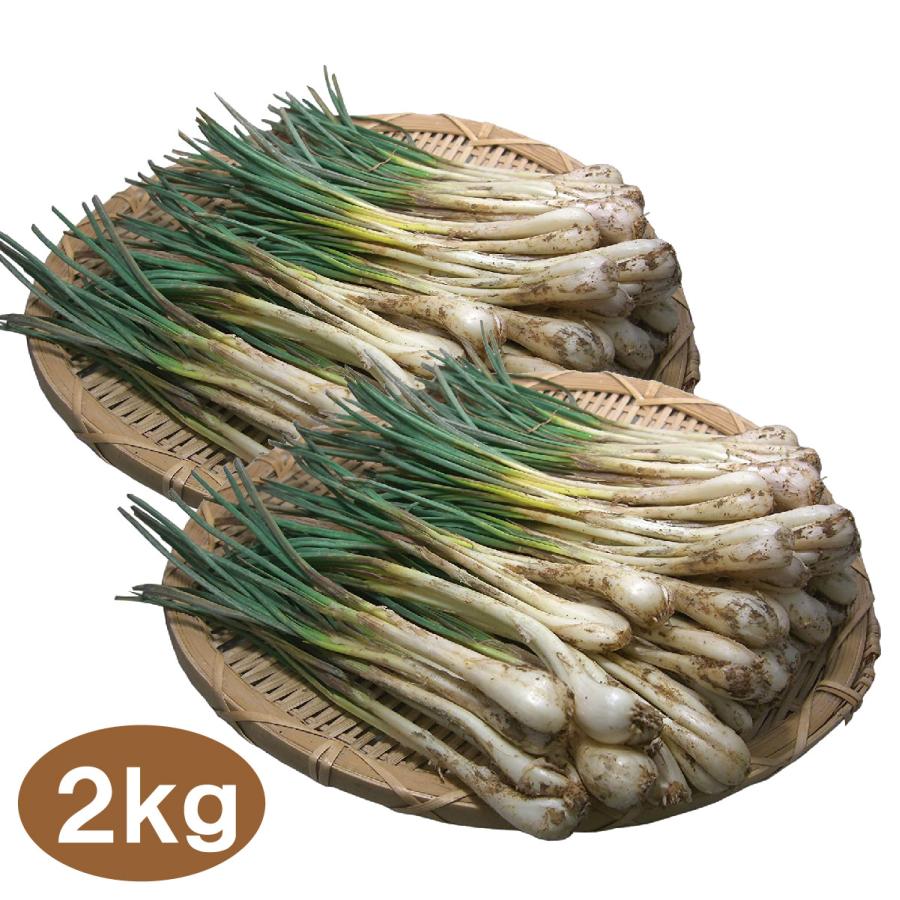 沖縄産 島らっきょう 2kg 500gｘ4束 送料無料 沖縄県産 島ラッキョウ らっきょう 季節限定 限定 期間限定 天ぷら ポイント利用 | 琉球フロント沖縄