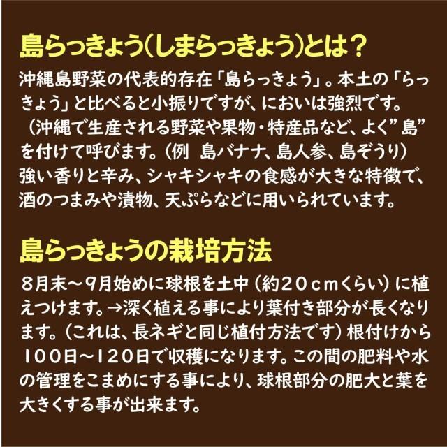 沖縄産 島らっきょう 2kg 500gｘ4束 送料無料 沖縄県産 島ラッキョウ らっきょう 季節限定 限定 期間限定 天ぷら ポイント利用 | 琉球フロント沖縄 | 02