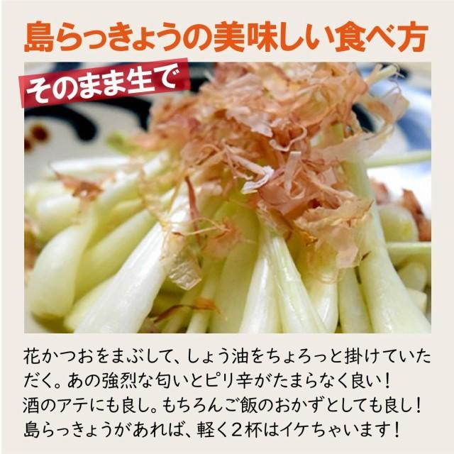 沖縄産 島らっきょう 2kg 500gｘ4束 送料無料 沖縄県産 島ラッキョウ らっきょう 季節限定 限定 期間限定 天ぷら ポイント利用 | 琉球フロント沖縄 | 03