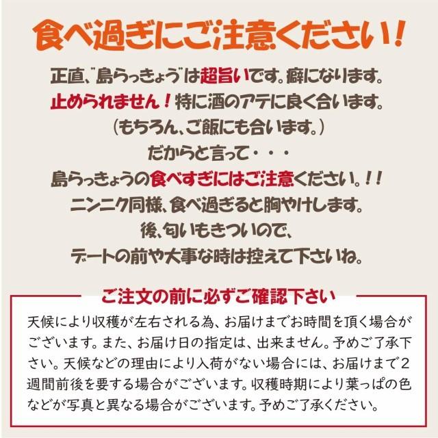 沖縄産 島らっきょう 2kg 500gｘ4束 送料無料 沖縄県産 島ラッキョウ らっきょう 季節限定 限定 期間限定 天ぷら ポイント利用 | 琉球フロント沖縄 | 05