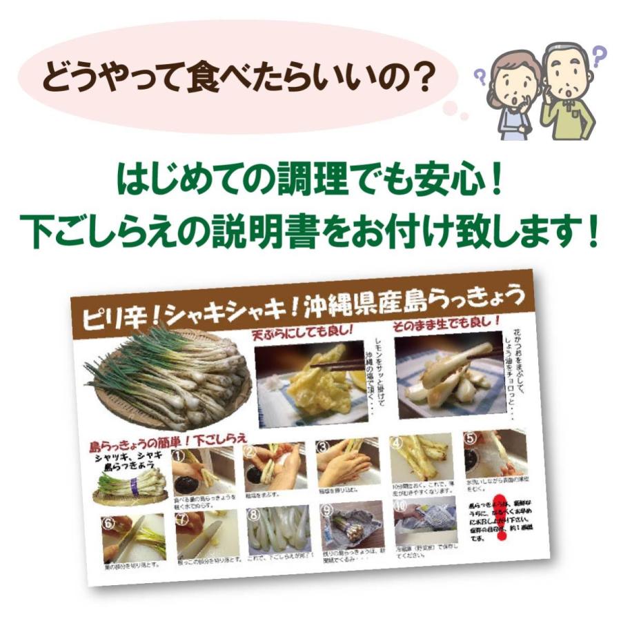 沖縄産 島らっきょう 2kg 500gｘ4束 送料無料 沖縄県産 島ラッキョウ らっきょう 季節限定 限定 期間限定 天ぷら ポイント利用 | 琉球フロント沖縄 | 06