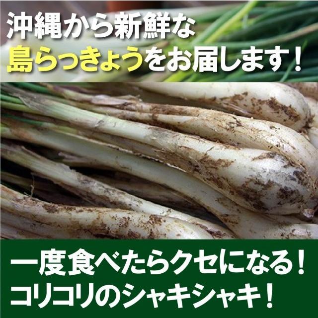 沖縄産 島らっきょう 3kg 500gｘ6束 送料無料 沖縄県産 島ラッキョウ らっきょう 季節限定 限定 期間限定 天ぷら ポイント利用 | 琉球フロント沖縄 | 01