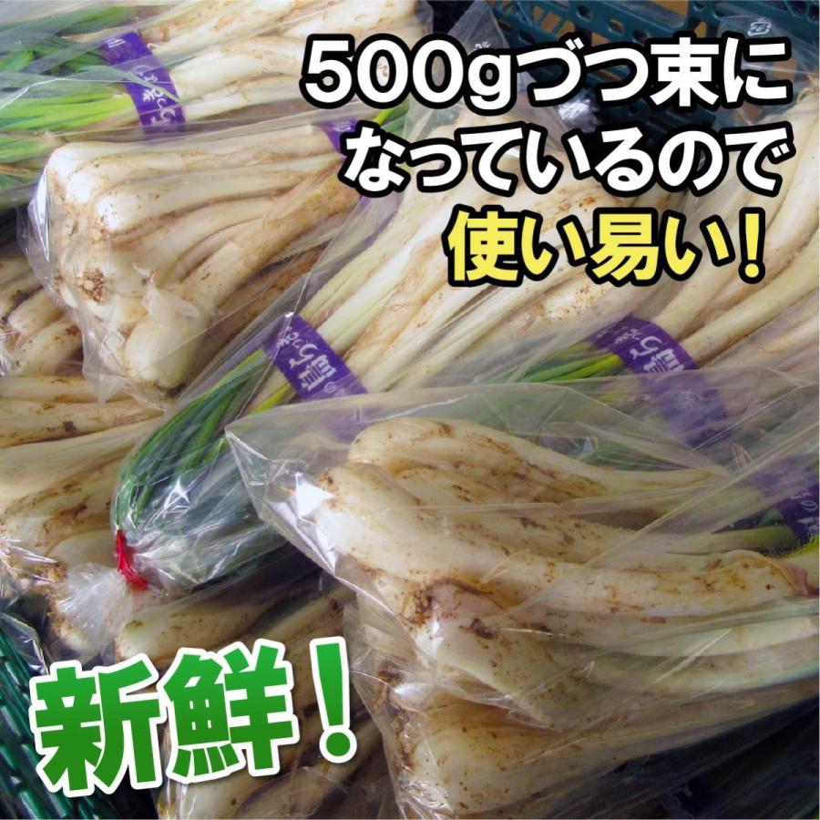 沖縄産 島らっきょう 3kg 500gｘ6束 送料無料 沖縄県産 島ラッキョウ らっきょう 季節限定 限定 期間限定 天ぷら ポイント利用 | 琉球フロント沖縄 | 07
