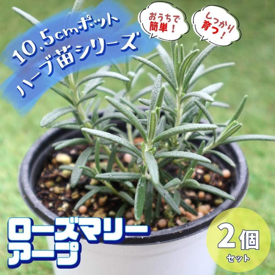 ハーブ苗 ローズマリー アープ 2個セットおうちで簡単育てやすい10 5cmポットハーブ苗シリーズ自社農場から新鮮苗直送品種で選 プランター