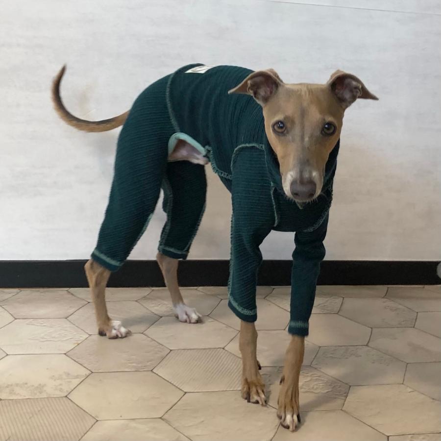 ウールニットカルゼロンパース（イタリアングレイハウンド イタグレ