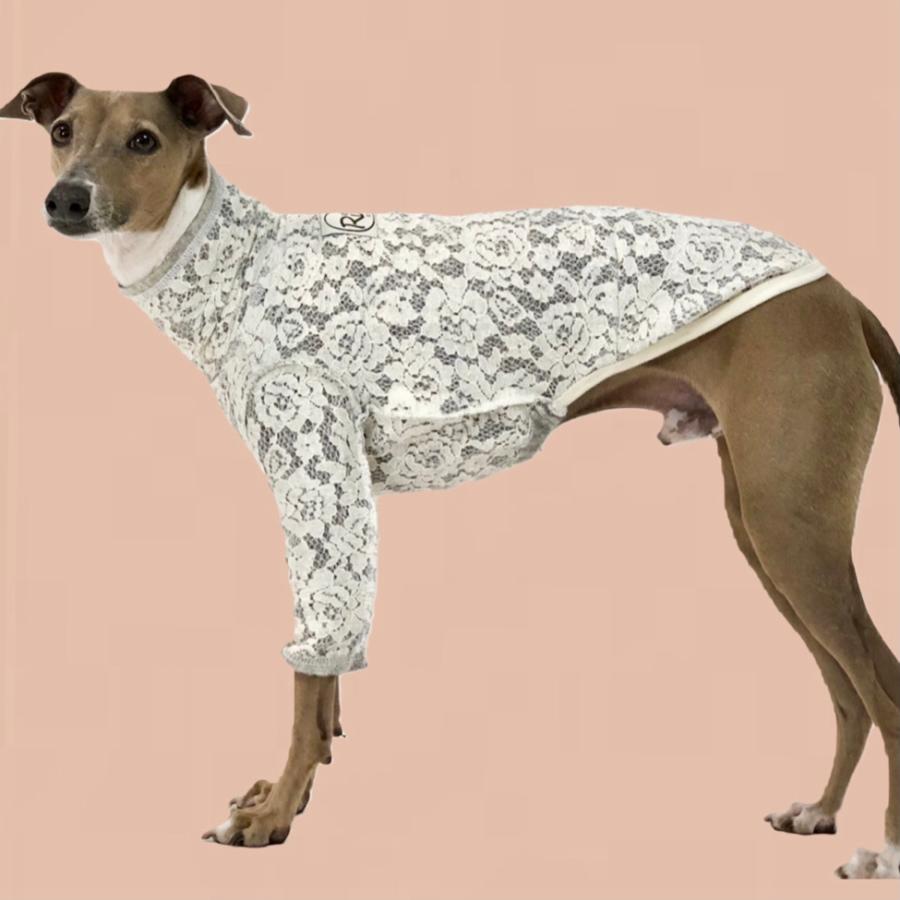 レースウールニットT（イタリアングレイハウンド イタグレ イタグレ服