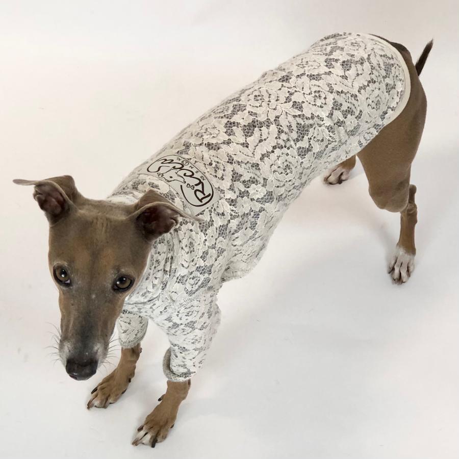 レースウールニットT（イタリアングレイハウンド イタグレ イタグレ服