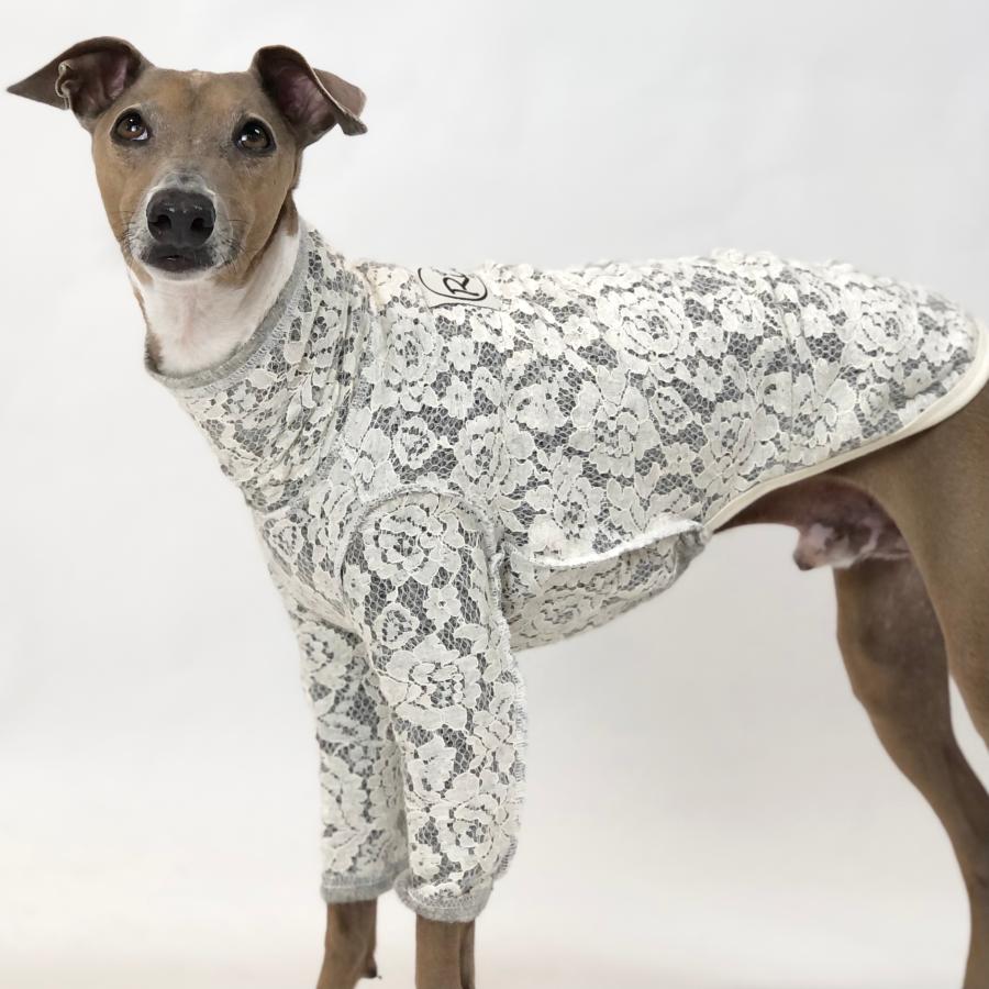 レースウールニットT（イタリアングレイハウンド イタグレ イタグレ服