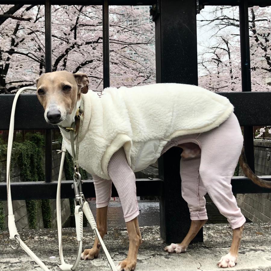 蓄熱、保温 あったか もじもじロンパース-2（イタリアングレイハウンド