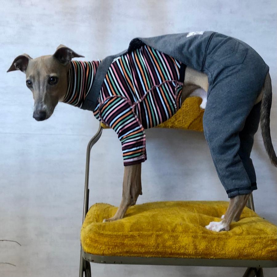 ストレッチサロペット （イタリアングレイハウンド イタグレ イタグレ