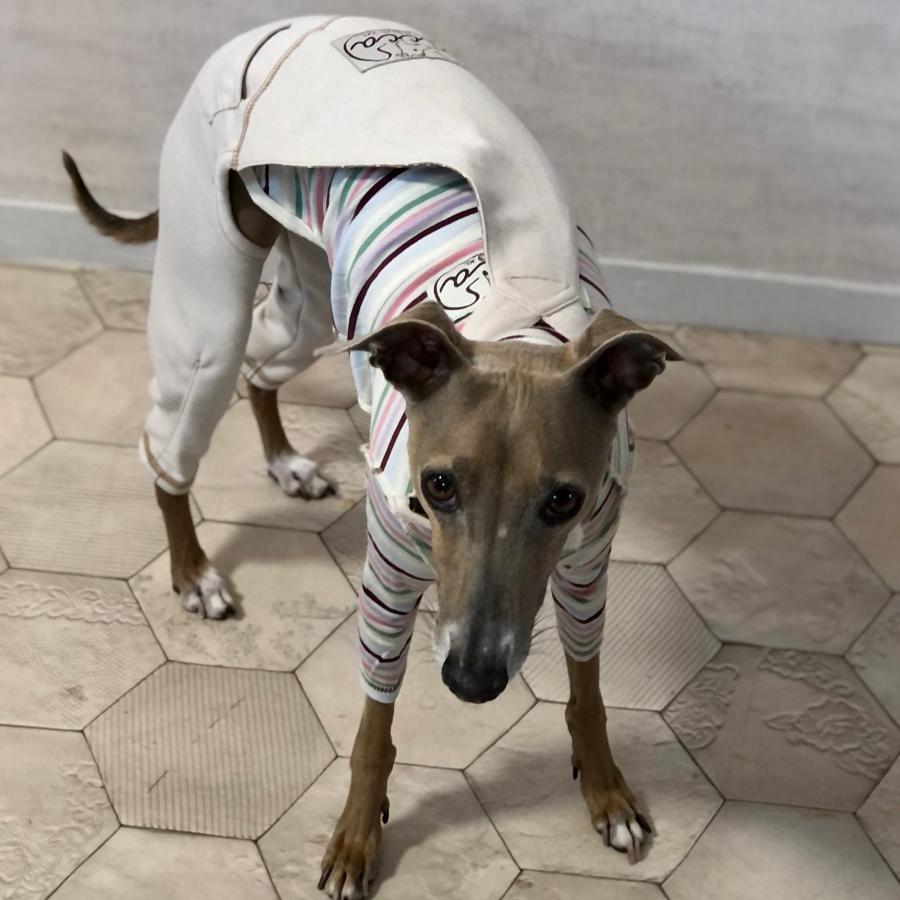 ストレッチサロペット （イタリアングレイハウンド イタグレ イタグレ