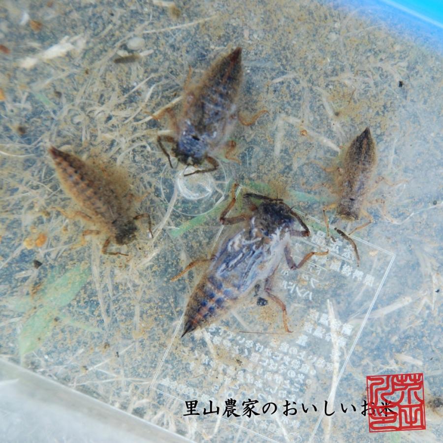 お米　キヌヒカリ　新米　30キロ以上 キヌヒカリ 【新米予約】令和8年産 新米 米 30kg 送料無料 玄米にて