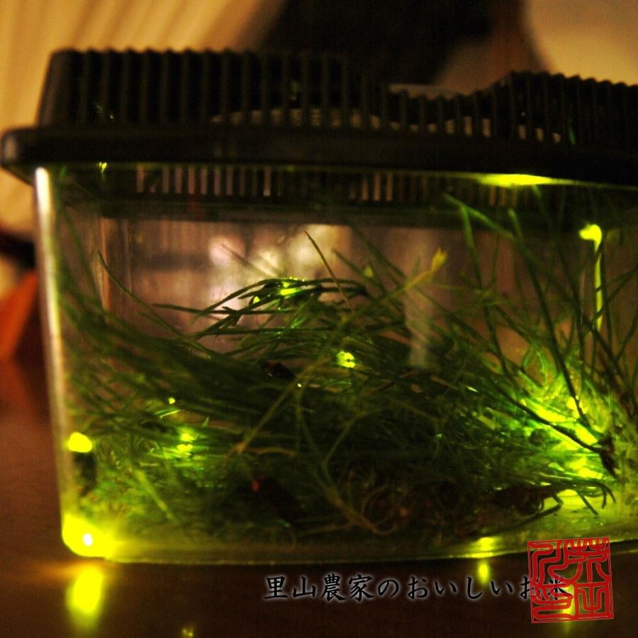 新米予約 令和7年産 新米 お米 30kg 送料無料 玄米にて 清流きぬひかり芥田川 農家直送 石抜処理済 お米ギフト 贈答