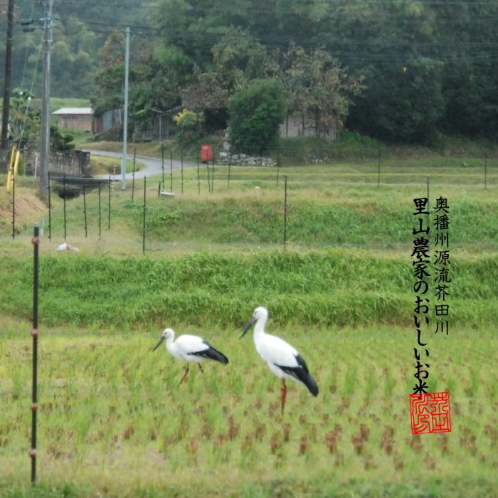 令和4年産 新米 予約生産 お米 10kg 送料無料 無洗米精米にてお届け 清流ひのひかり芥田川 農家直送便 農家の低温精米 :hi101001-03:里山農家のおいしいお米 - 通販 - Yahoo!ショッピング 令和4年産 新米 予約生産 お米 10kg 送料無料 無洗米精米にてお届け 清流ひのひかり芥田川 農家直送便 農家の低温精米 :hi101001-03:里山農家のおいしいお米 - 通販 - Yahoo!ショッピング