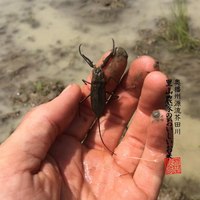 ヒノヒカリ 新米予約 令和7年産 新米 お米 10kg×3 30kg 送料無料 ヒノヒカリ 新米予約 令和7年産 新米 お米 10kg×3 30kg 送料無料