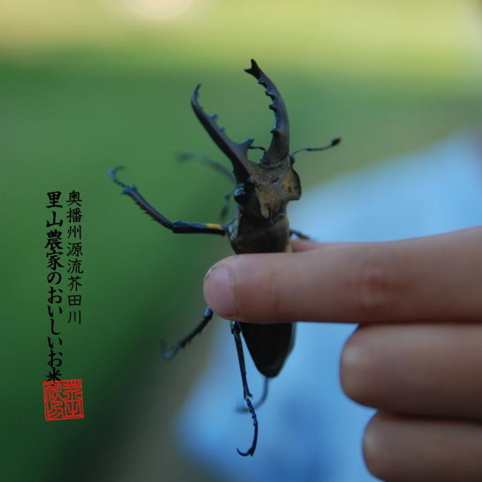 ヒノヒカリ 令和7年産 新米 米 お米 30kg 送料無料 玄米にてお届け