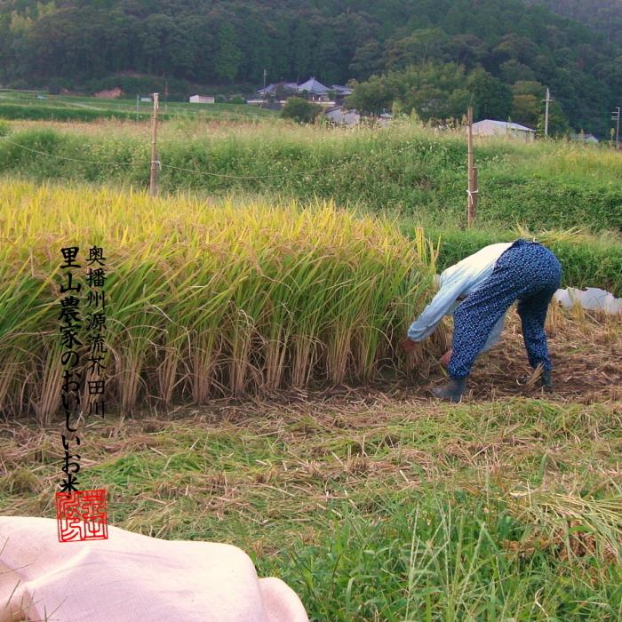 ヒノヒカリ 【令和8年産 新米予約】米 お米 30kg 送料無料 玄米にてお