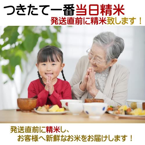 コシヒカリ 令和6年産 新潟県上越産 コシヒカリ玄米 30kg 検査1 コシヒカリ 令和6年産 新潟県上越産 コシヒカリ玄米 30kg 検査1