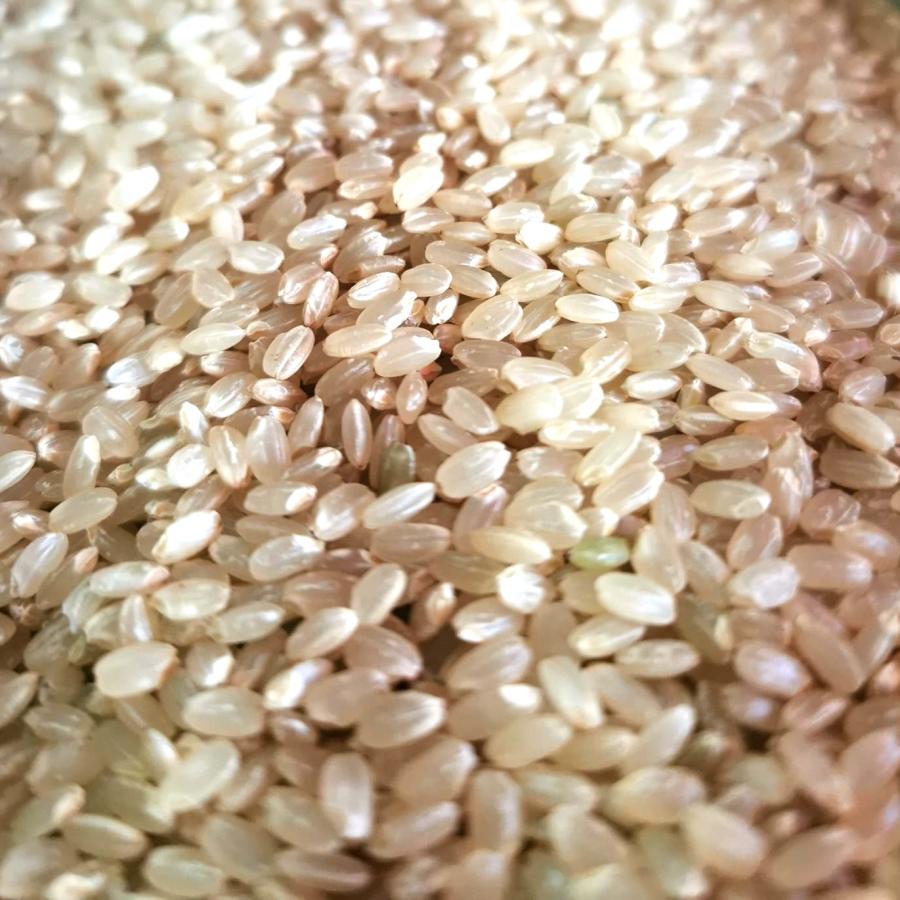 ササニシキ 無農薬 玄米 5kg 有機JAS 無農薬玄米 令和6年産 宮城 ササニシキ 無農薬 玄米 5kg 有機JAS 無農薬玄米 令和6年産 宮城