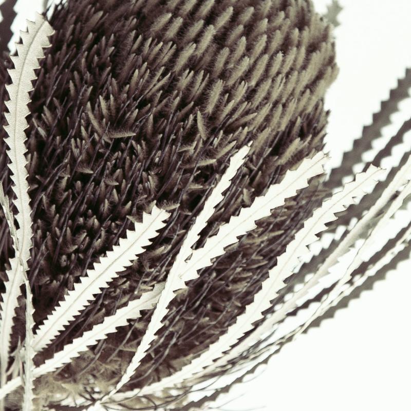 ポスター バンクシア ドライフラワー 花言葉 A3 バンクシャー Rb0236 4a3 Richblack 通販 Yahoo ショッピング