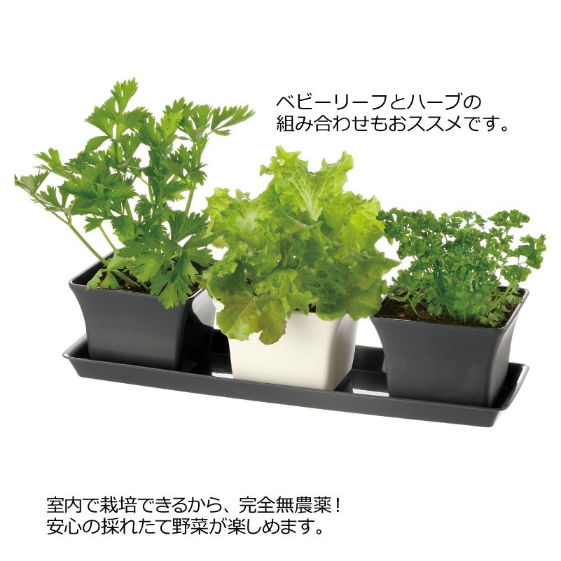 ベビーリーフプランター 12型N 070441 リッチェル Richell 公式ショップ | リッチェル | 04