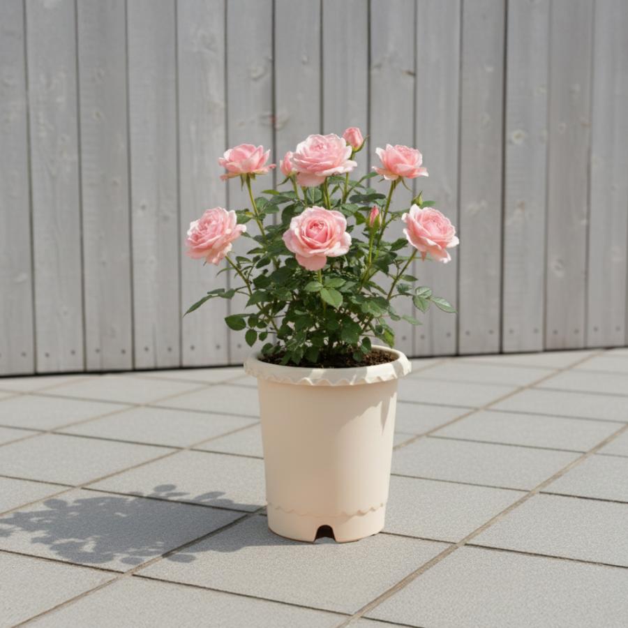 ES バラ鉢 8号 園芸 ガーデン ガーデニング 植木 鉢 ポット おしゃれ ボタニカル プラスチック クリスマスローズ 母の日 リッチェル公式ショップ Richell | リッチェル | 01