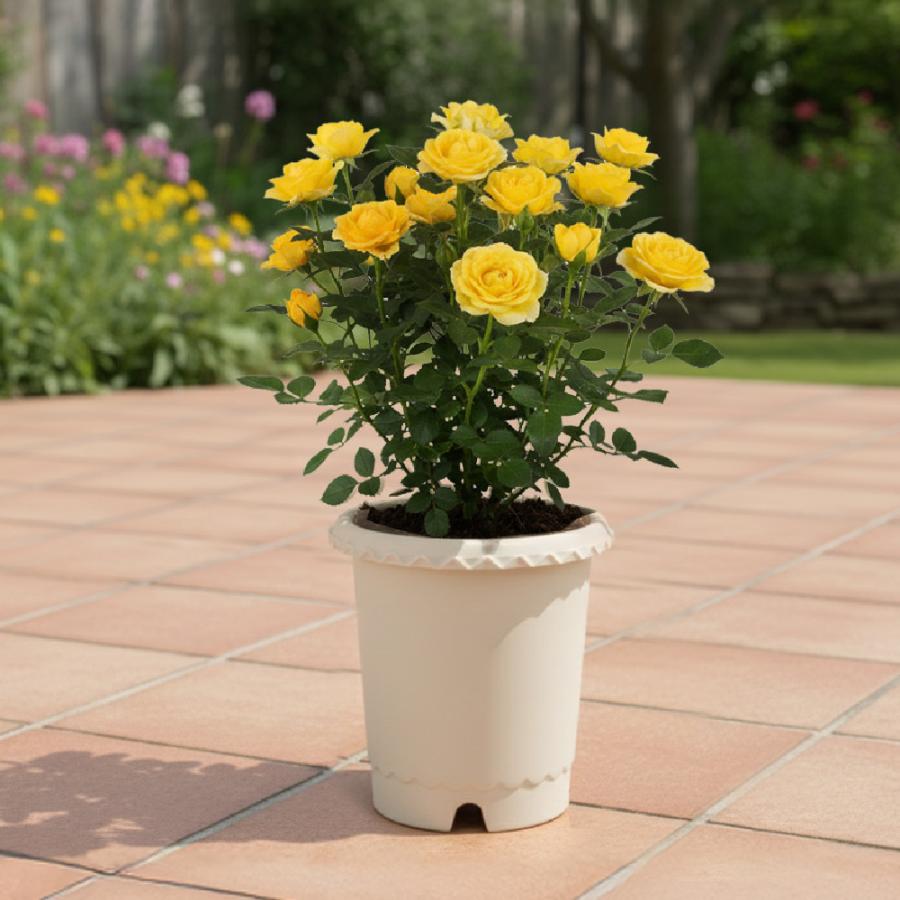 ES バラ鉢 10号 園芸 ガーデン ガーデニング 植木 鉢 ポット おしゃれ ボタニカル プラスチック クリスマスローズ 母の日 リッチェル公式ショップ Richell | リッチェル | 01