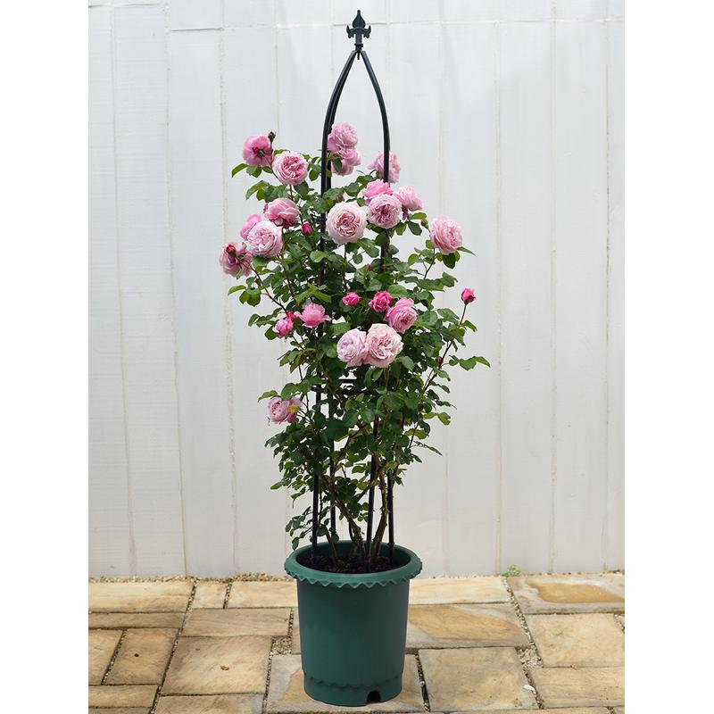 バラ鉢 12号 071620 リッチェル Richell 公式ショップ | リッチェル | 04