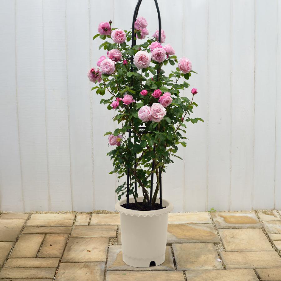 ES バラ鉢 12号 園芸 ガーデン ガーデニング 植木 鉢 ポット おしゃれ ボタニカル プラスチック クリスマスローズ 母の日 リッチェル公式ショップ Richell | リッチェル | 01