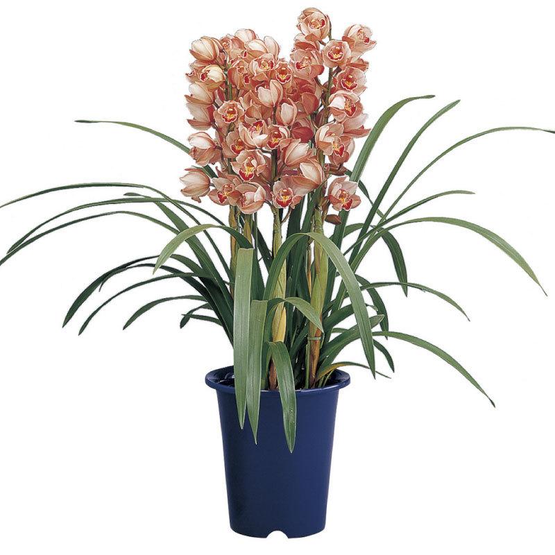 洋ラン鉢 7号 072873 リッチェル Richell 公式ショップ | リッチェル | 07