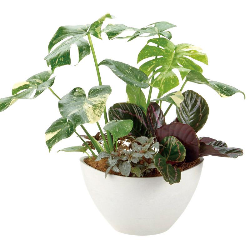 植木鉢 おしゃれ ボタニー バルカボール 30型 ガーデ ン ニング  園芸 プラスチック ボタニカル リッチェル | リッチェル | 07