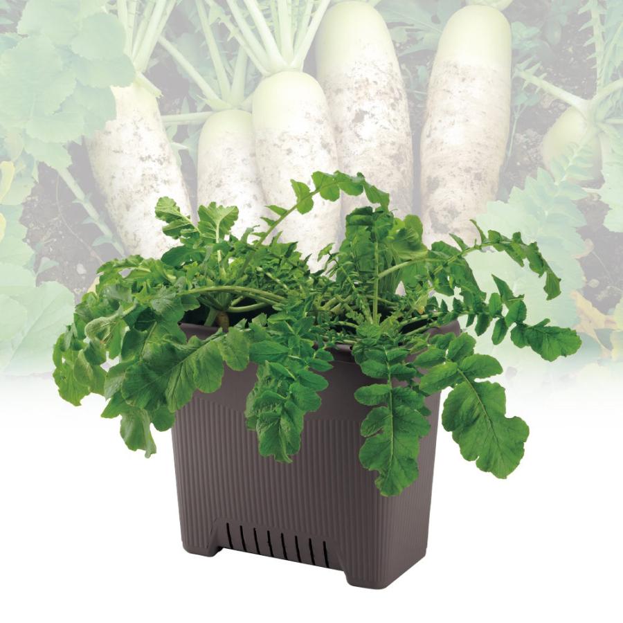 プランター 長方形 菜園上手 深50型 リッチェル  おしゃれ 植木 鉢 菜園 大型 ガーデン 屋外 家庭 野菜 | リッチェル | 04