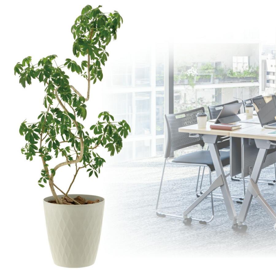 ラピス ポットカバー 7 園芸 ガーデン ガーデニング 植木 鉢 カバー プランター おしゃれ 室内 プラスチック リッチェル  公式 | リッチェル | 04