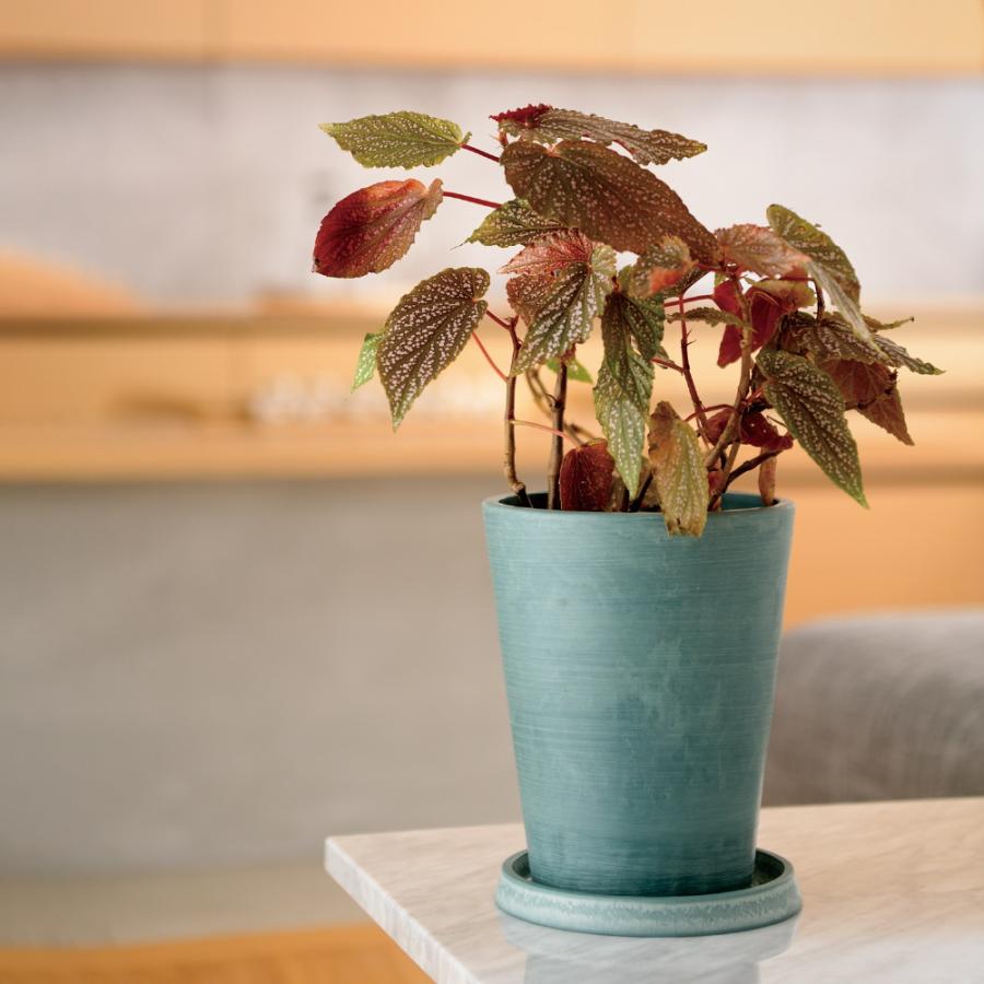 ボタニー トールポット 15型 園芸 ガーデン ガーデニング 植木 鉢 おしゃれ プラスチック リッチェル Richell 公式ショップ | リッチェル | 09