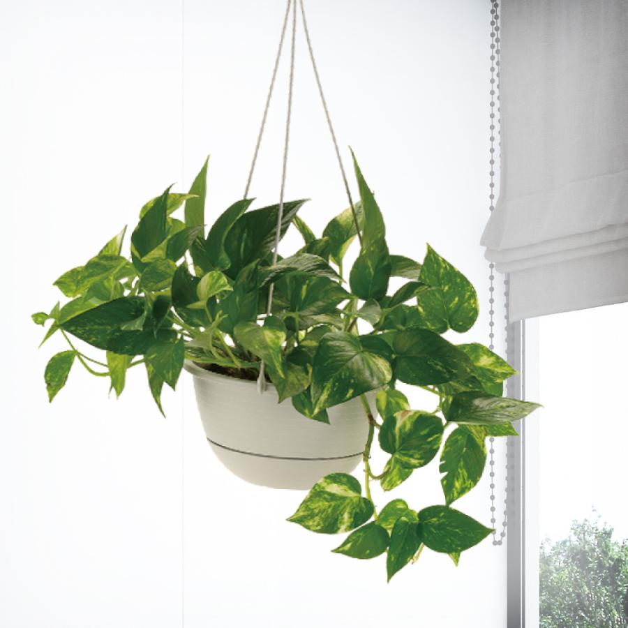 ハンギングボール ストライプ 6号 園芸 ガーデン 植木 鉢 壁掛け 吊り プランター おしゃれ 室内 プラスチック リッチェル  公式 | リッチェル | 03