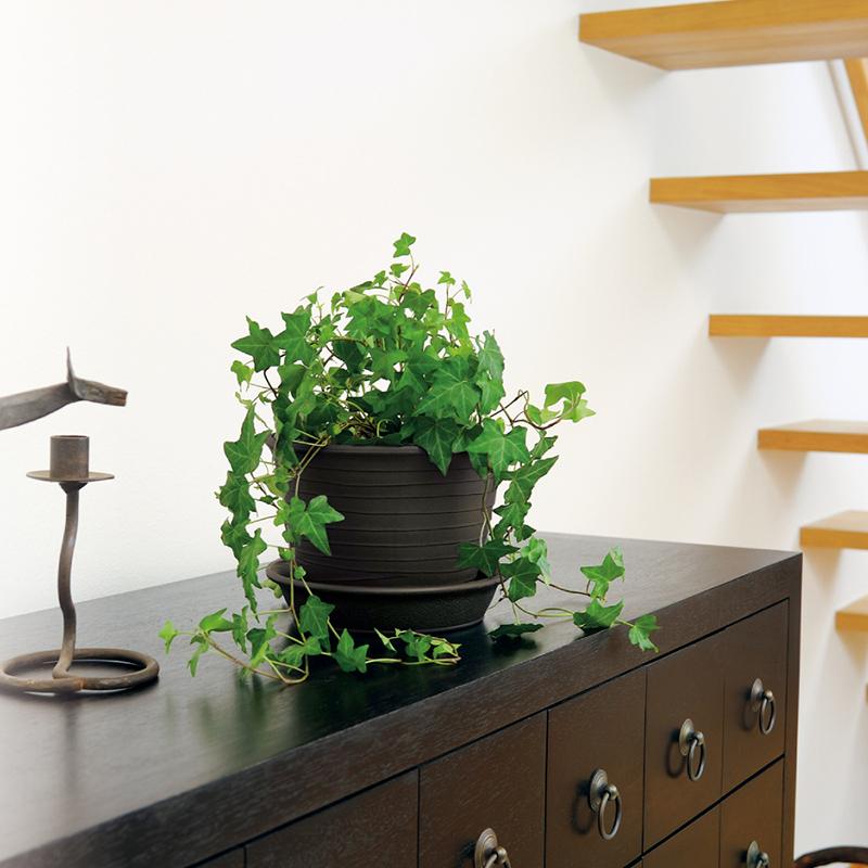 エコル ポット 5号 園芸 ガーデン ガーデニング 植木 鉢 おしゃれ 室内 プラスチック 日本製 リッチェル Richell 公式ショップ | リッチェル | 03