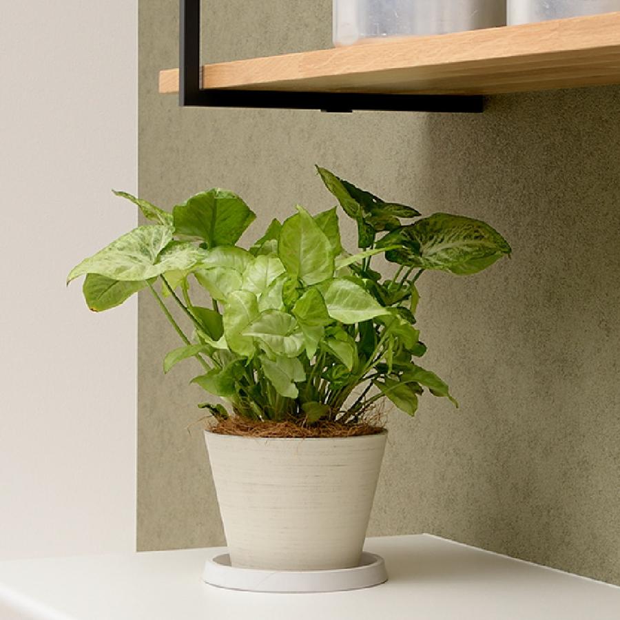 グレーニー ポット 5号 園芸 ガーデン ガーデニング 植木 鉢 おしゃれ 室内 観葉植物 プラスチック リッチェル  公式ショップ | リッチェル | 07