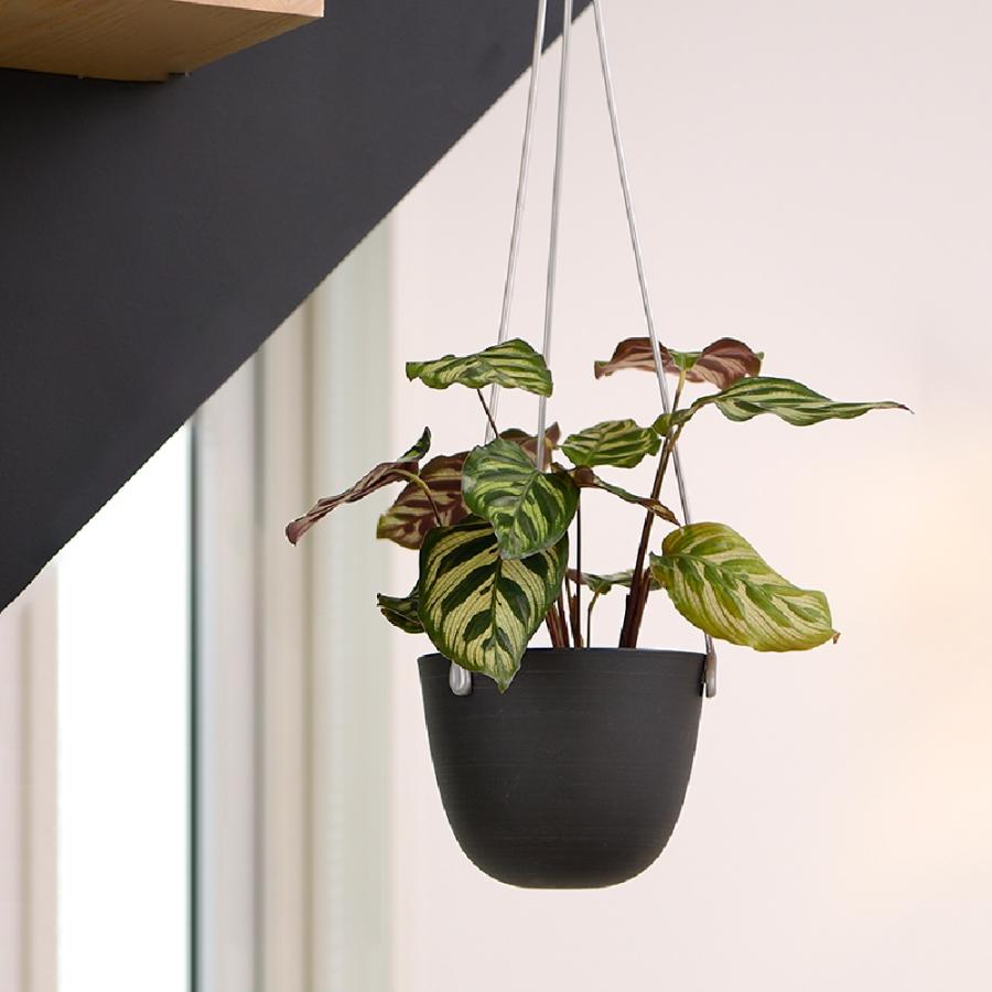 グレーニー ハングポット 13型 園芸 ガーデン ガーデニング 植木 鉢 おしゃれ 室内 観葉植物 プラスチック リッチェル  公式 | リッチェル | 07