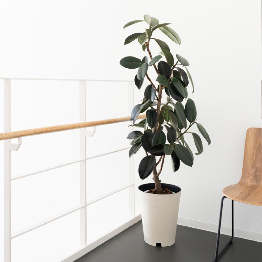 グレーニー ポットカバー 8 鉢 カバー 植木 園芸 ポット 号 観葉植物 背の高い 屋内 モンステラ プラスチック リッチェル  公式 | リッチェル | 07