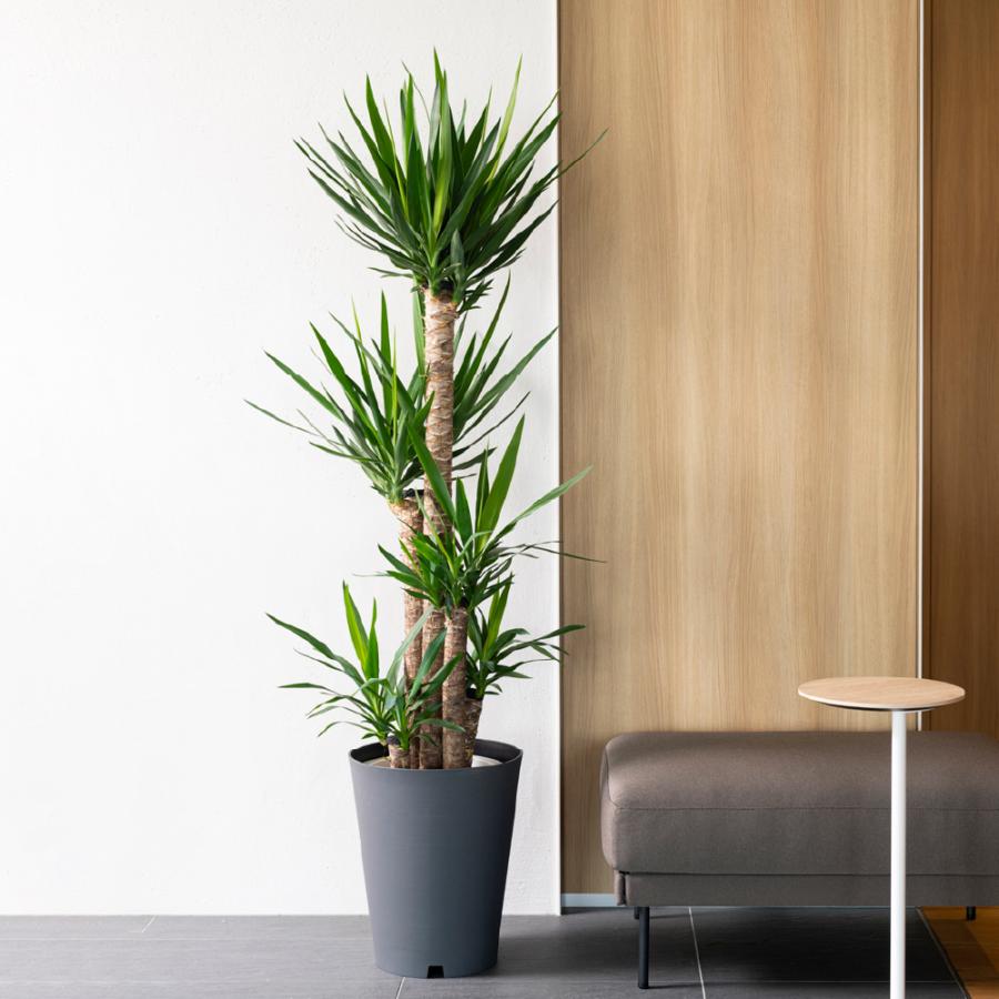 グレーニー ポットカバー 10 鉢 カバー 植木 園芸 ポット 号 観葉植物 背の高い 屋内 モンステラ プラスチック リッチェル  公式 | リッチェル | 07