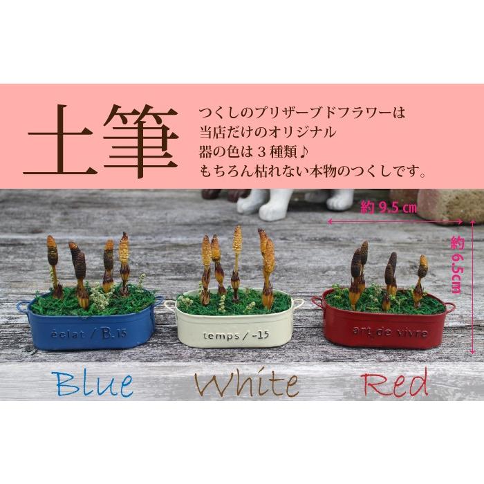 【送料無料】【3営業日以内に発送】春の訪れ◆枯れない本物のつくし◆土筆のプリザーブドフラワー｜ホーステイルズ３カラー【誕生日・お祝い】｜richild｜02