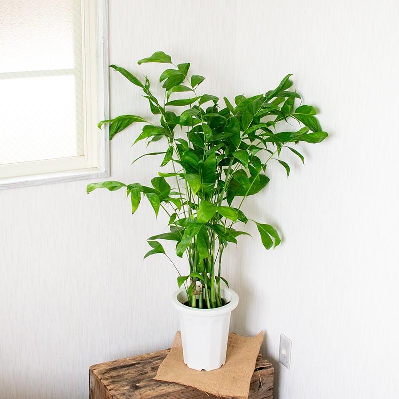 観葉植物 おしゃれ 高性チャメドレア 高さ 約80 100cm プラ鉢 The Flower Shop 通販 Paypayモール