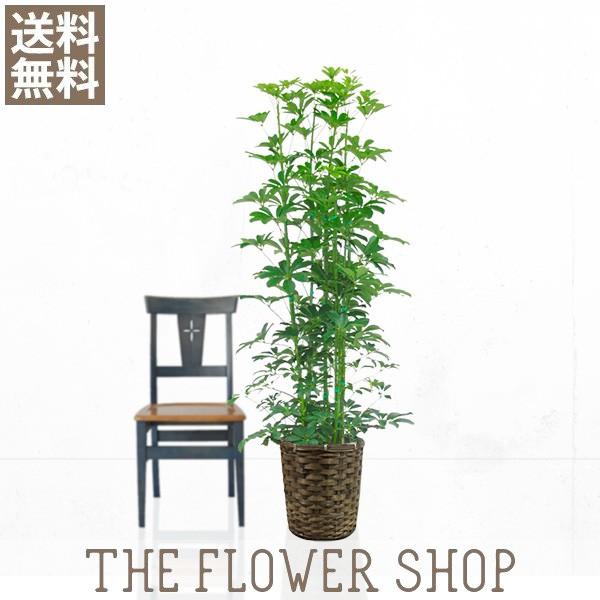超人気の 観葉植物 おしゃれ ホンコンカポック 高さ 約150 170cm 籐カゴ The Flower Shop 通販 Paypayモール 日本全国送料無料 Www Jolimmo Ch
