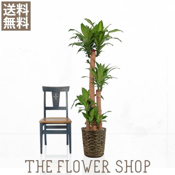 観葉植物 おしゃれ マッサン 幸福の木 高さ 約150 170cm 籐カゴ Www Arilab Com Tr Index Php