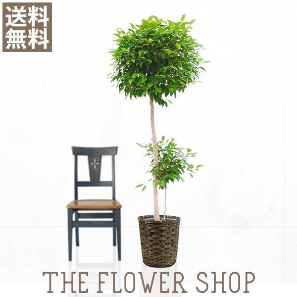 観葉植物 おしゃれ ベンジャミントピアリー 高さ 約150 170cm 籐カゴ Baldygamichal Info