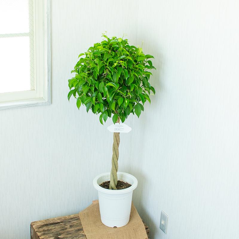 観葉植物 おしゃれ ベンジャミントピアピー 高さ 約80 100cm プラ鉢 The Flower Shop 通販 Paypayモール