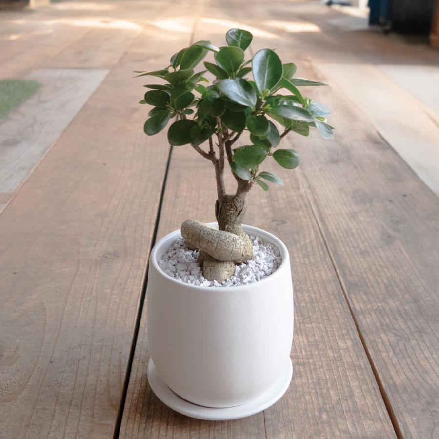 観葉植物 おしゃれ ガジュマル 4号 陶器鉢付（直植え品） : THE FLOWER