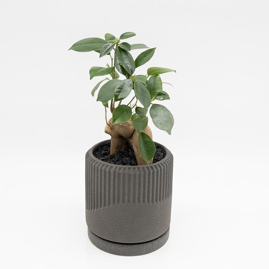 観葉植物 おしゃれ ガジュマル 3号 陶器鉢（黒）付（直植え品