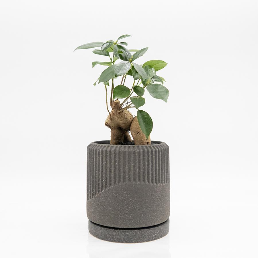 観葉植物 おしゃれ ガジュマル 3号 陶器鉢（黒）付（直植え品） : THE