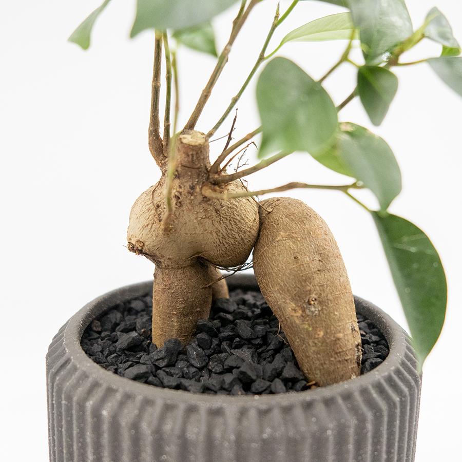 観葉植物 おしゃれ ガジュマル 3号 陶器鉢（黒）付（直植え品